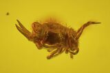 Detailed Fossil Spider, Springtail and Flies in Baltic Amber #163473-2